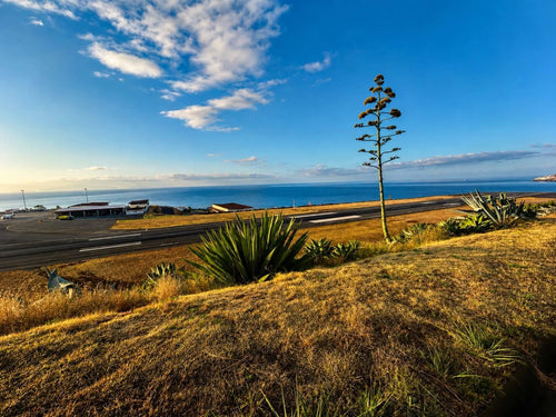 Madeira Airport arrivals